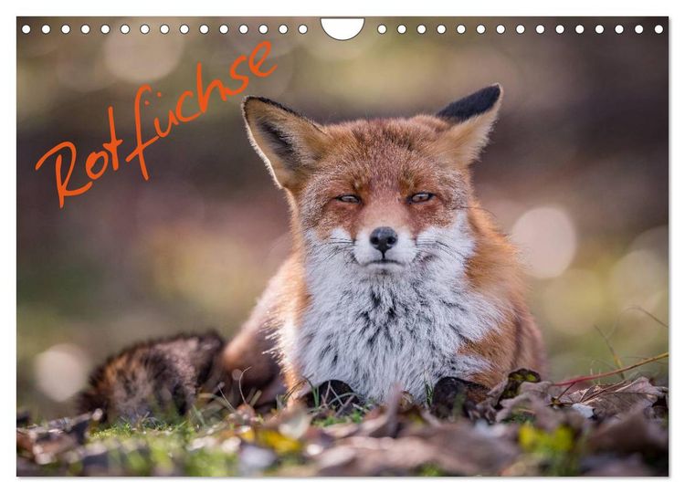 Produktbild: Rotf&uuml;chse (Wandkalender 2026 DIN A4 quer), CALVENDO Monatskalender