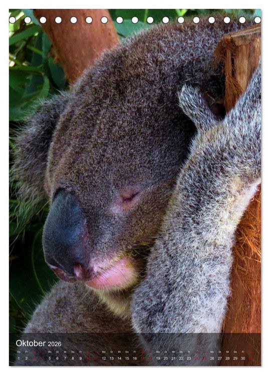 Produktbild: Koalas auf den Pelz ger&uuml;ckt (Tischkalender 2026 DIN A5 hoch), CALVENDO Monatskalender
