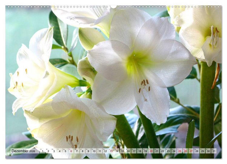 Produktbild: Amaryllis-Bl&uuml;ten (Wandkalender 2026 DIN A2 quer), CALVENDO Monatskalender