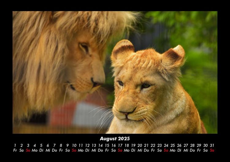 Produktbild: L&ouml;wen in der Wildnis 2025 Fotokalender DIN A3