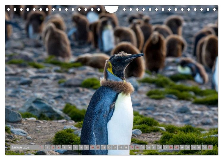 Produktbild: Einfach liebenswert diese Pinguine (Wandkalender 2026 DIN A4 quer), CALVENDO Monatskalender