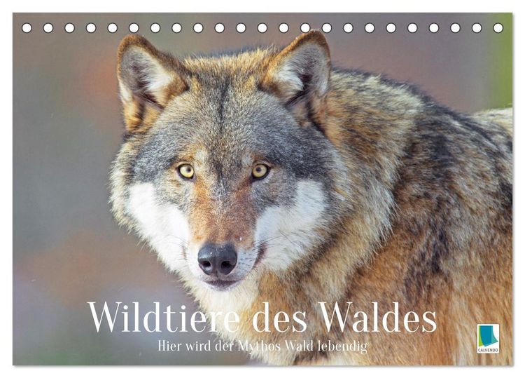 Produktbild: Wildtiere des Waldes: Hier wird der Mythos Wald lebendig (Tischkalender 2026 DIN A5 quer), CALVENDO Monatskalender
