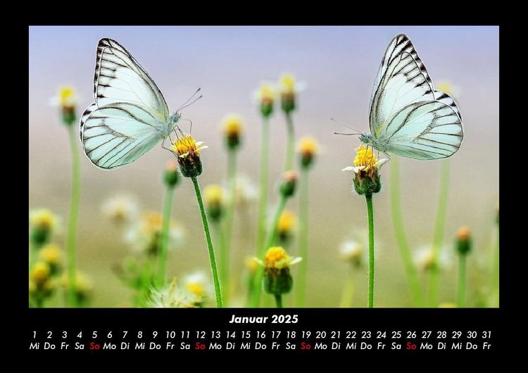 Produktbild: Natur 2025 Fotokalender DIN A3