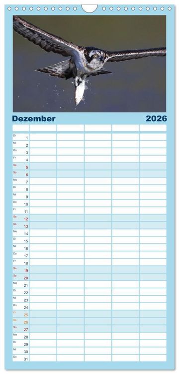 Produktbild: Familienplaner 2026 - Fischadler - Meister des Sturzfluges mit 5 Spalten (Wandkalender, 21 x 45 cm) CALVENDO