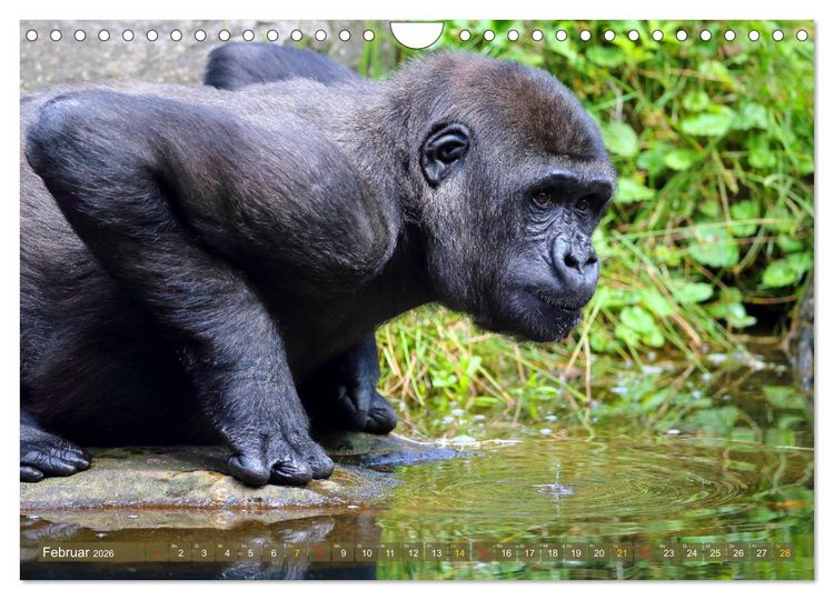 Produktbild: Flachlandgorillas in Apenheul (Wandkalender 2026 DIN A4 quer), CALVENDO Monatskalender