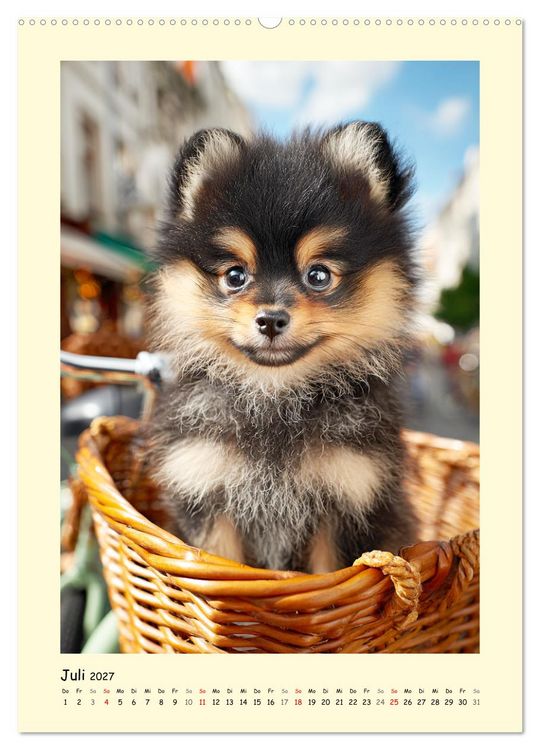 Produktbild: Der Pomeranian. Putziger Zwergspitz zum Verlieben (Wandkalender 2027 DIN A2 hoch), CALVENDO Monatskalender