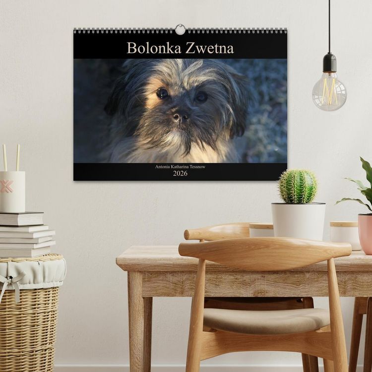 Produktbild: Bolonka Zwetna 2026 (Wandkalender 2026 DIN A3 quer), CALVENDO Monatskalender