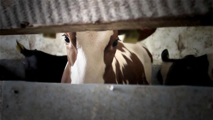 Produktbild: Im Namen der Tiere