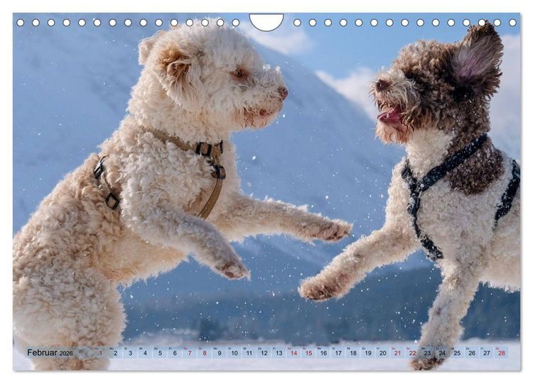 Produktbild: Lagotto Romagnolo Tanzende Tr&uuml;ffelnasen (Wandkalender 2026 DIN A4 quer), CALVENDO Monatskalender