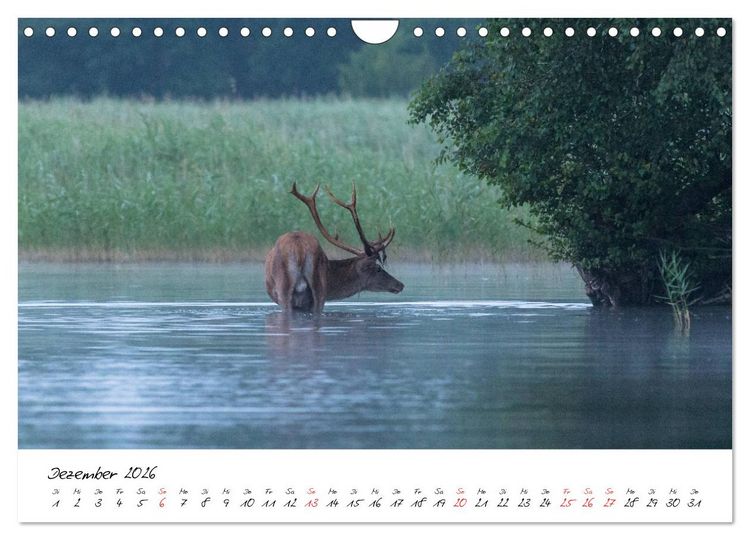 Produktbild: Rotwild - im Naturparadies der Mecklenburgischen Seenplatte (Wandkalender 2026 DIN A4 quer), CALVENDO Monatskalender
