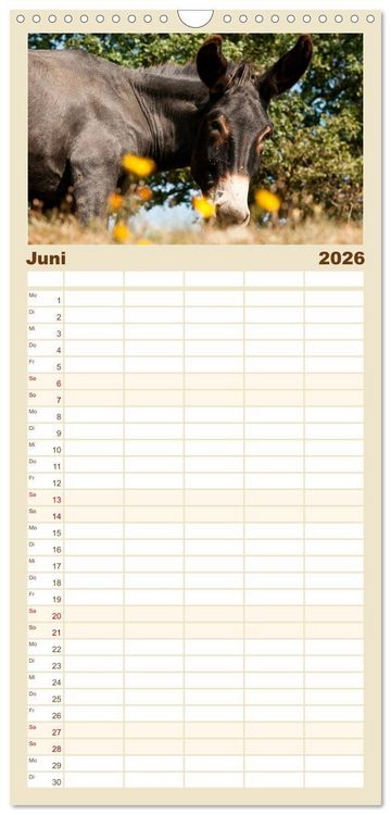 Produktbild: Familienplaner 2026 - Esel - Sixtus Loreley mit 5 Spalten (Wandkalender, 21 x 45 cm) CALVENDO