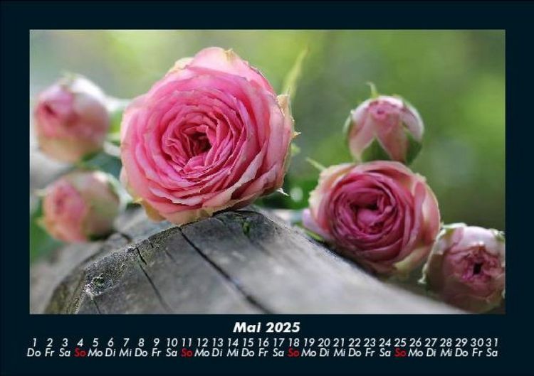 Produktbild: Rosentraum 2025 Fotokalender DIN A5