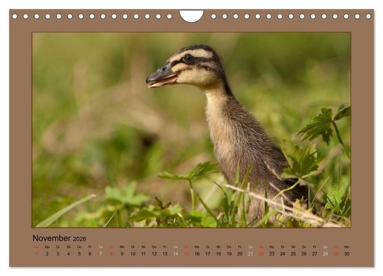 Produktbild: Laufenten immer was zu Schnattern (Wandkalender 2026 DIN A4 quer), CALVENDO Monatskalender