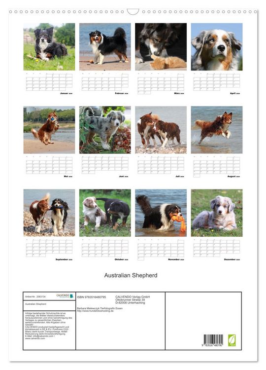 Produktbild: Australian Shepherd (Wandkalender 2026 DIN A2 hoch), CALVENDO Monatskalender