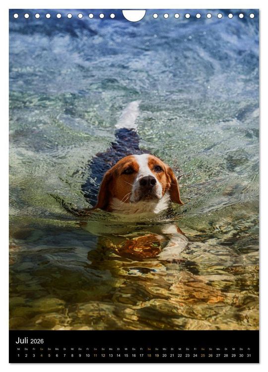 Produktbild: Beagle Action - Wilde Kuscheltiere (Wandkalender 2026 DIN A4 hoch), CALVENDO Monatskalender