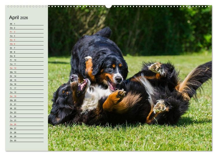 Produktbild: Berner Sennenhunde in Action (hochwertiger Premium Wandkalender 2026 DIN A2 quer), Kunstdruck in Hochglanz