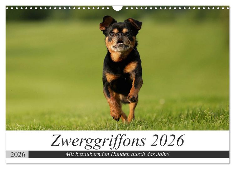 Produktbild: Zwerggriffons 2026 (Wandkalender 2026 DIN A3 quer), CALVENDO Monatskalender
