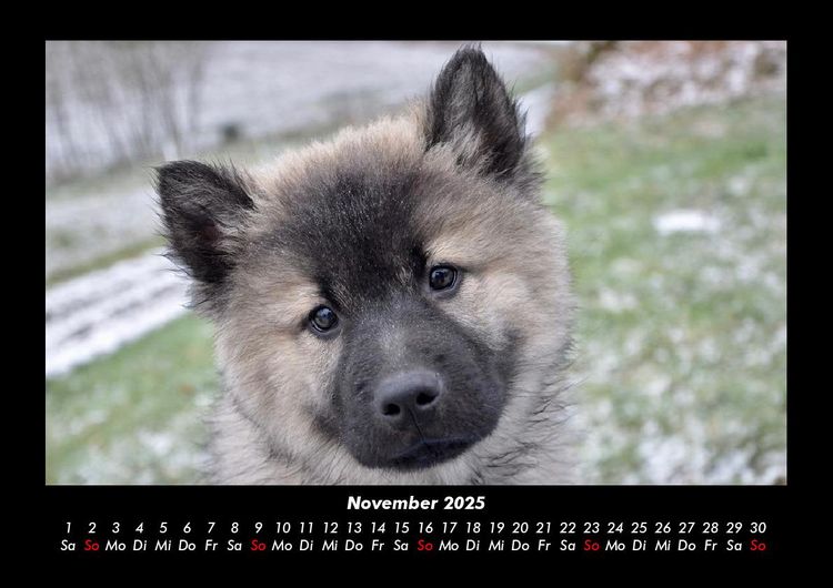 Produktbild: Hundezauber 2025 Fotokalender DIN A3