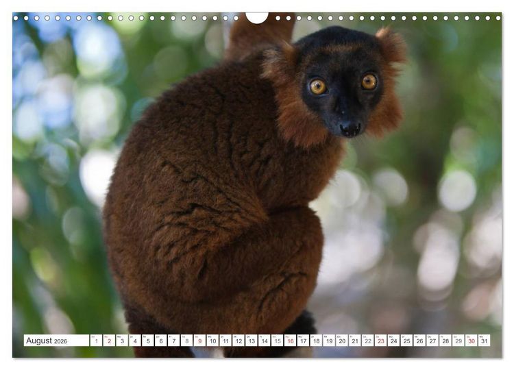 Produktbild: Madagaskar. Traumhafte Natur und Tierwelt (Wandkalender 2026 DIN A3 quer), CALVENDO Monatskalender