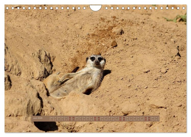 Produktbild: Erdm&auml;nnchen (Wandkalender 2026 DIN A4 quer), CALVENDO Monatskalender