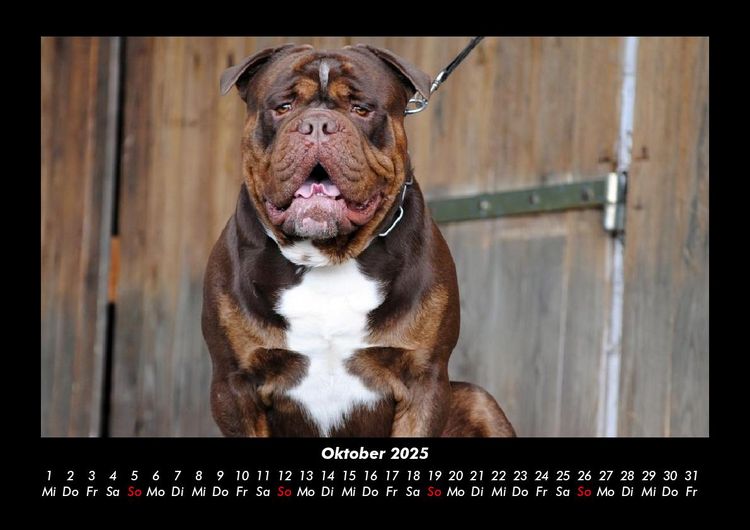 Produktbild: Der Hundekalender 2025 Fotokalender DIN A3