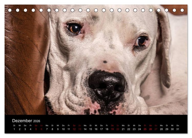 Produktbild: DOGO ARGENTINO (Tischkalender 2026 DIN A5 quer), CALVENDO Monatskalender
