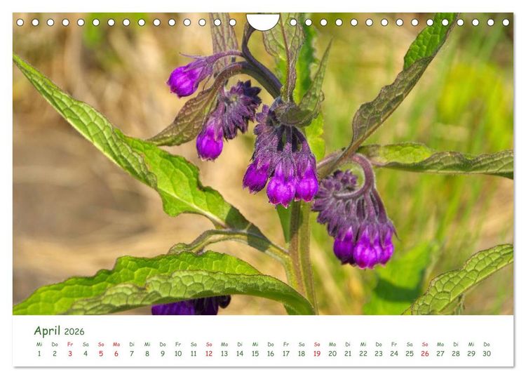 Produktbild: Arzneipflanzen (Wandkalender 2026 DIN A4 quer), CALVENDO Monatskalender