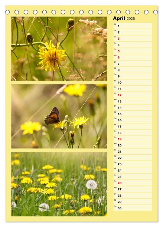 Produktbild: Farbenzauber, bunte Wiesen und bunte Falter (Tischkalender 2026 DIN A5 hoch), CALVENDO Monatskalender