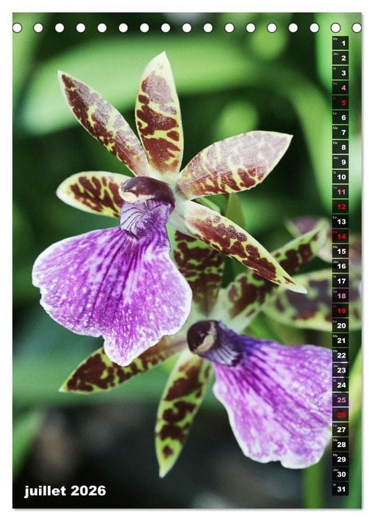 Produktbild: Miracle floral l'orchid&eacute;e (Calendrier de bureau 2026 DIN A5 horizontal), CALVENDO calendrier mensuel