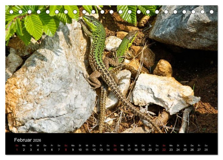 Produktbild: Reptilienkalender 2026 (Tischkalender 2026 DIN A5 quer), CALVENDO Monatskalender