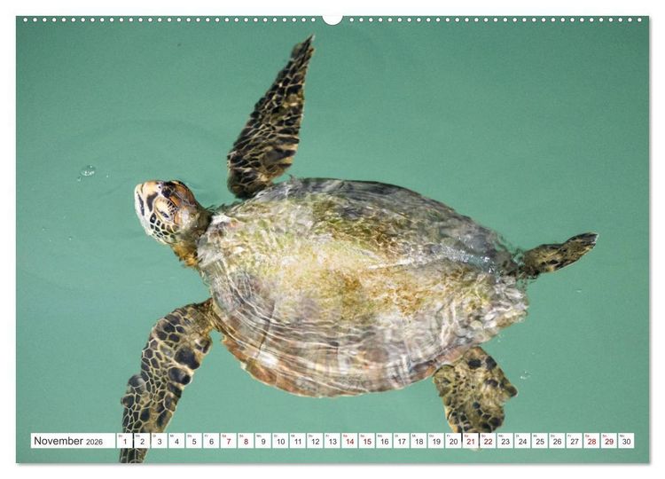 Produktbild: Galapagos-Inseln - Ein Paradies f&uuml;r Tiere (hochwertiger Premium Wandkalender 2026 DIN A2 quer), Kunstdruck in Hochglanz