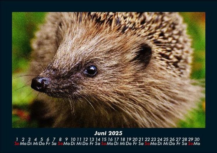 Produktbild: Der Tierkalender 2025 Fotokalender DIN A5