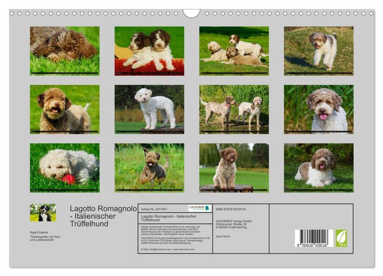 Produktbild: Lagotto Romagnolo - Italienischer Tr&uuml;ffelhund (Wandkalender 2026 DIN A3 quer), CALVENDO Monatskalender