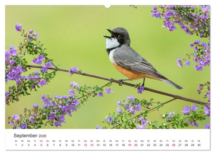 Produktbild: Singv&ouml;gel aus Australien (Wandkalender 2026 DIN A2 quer), CALVENDO Monatskalender