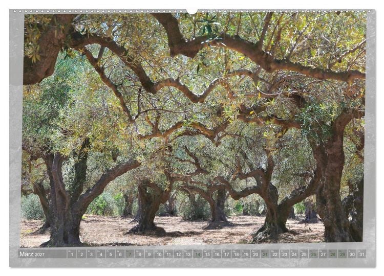 Produktbild: ALTE OLIVENB&Auml;UME Zeugen der Antike (Wandkalender 2027 DIN A2 quer), CALVENDO Monatskalender