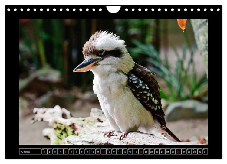 Produktbild: Australia Wildlife (Wandkalender 2026 DIN A4 quer), CALVENDO Monatskalender