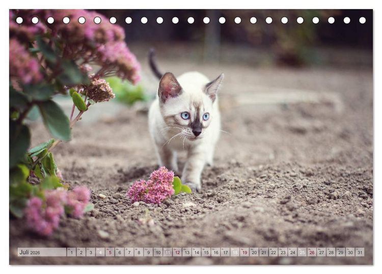 Produktbild: Wildes Wohnzimmer - Die Bengalkatze (Tischkalender 2026 DIN A5 quer), CALVENDO Monatskalender
