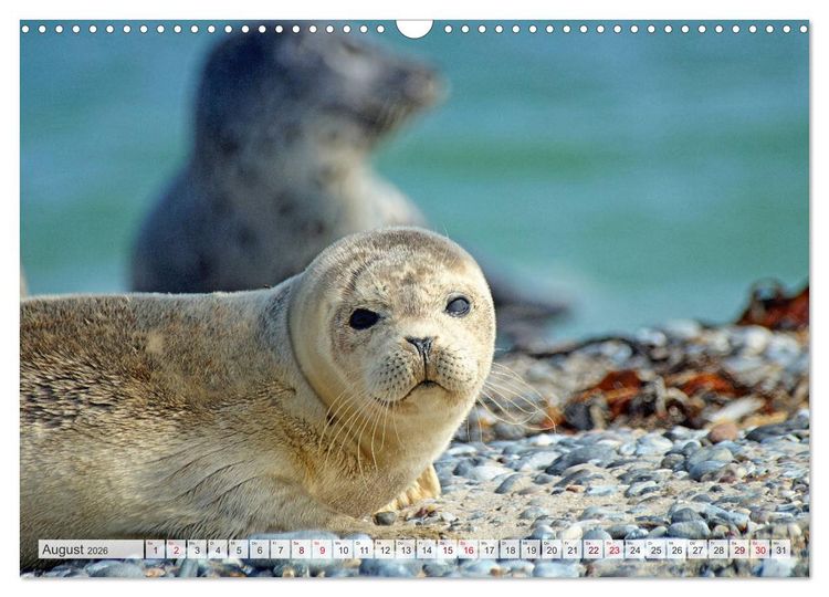 Produktbild: Guck mal ... Robben im Wattenmeer (Wandkalender 2026 DIN A3 quer), CALVENDO Monatskalender