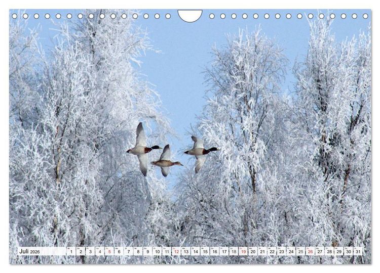 Produktbild: Eiszeit. Winter und Frost in der Natur (Wandkalender 2026 DIN A4 quer), CALVENDO Monatskalender