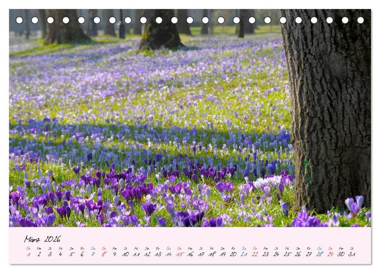 Produktbild: Wald und Baum 2026 (Tischkalender 2026 DIN A5 quer), CALVENDO Monatskalender