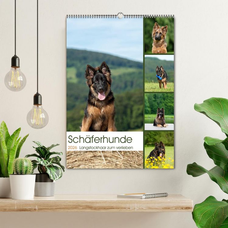 Produktbild: Sch&auml;ferhunde Langstockhaar zum verlieben (Wandkalender 2026 DIN A2 hoch), CALVENDO Monatskalender