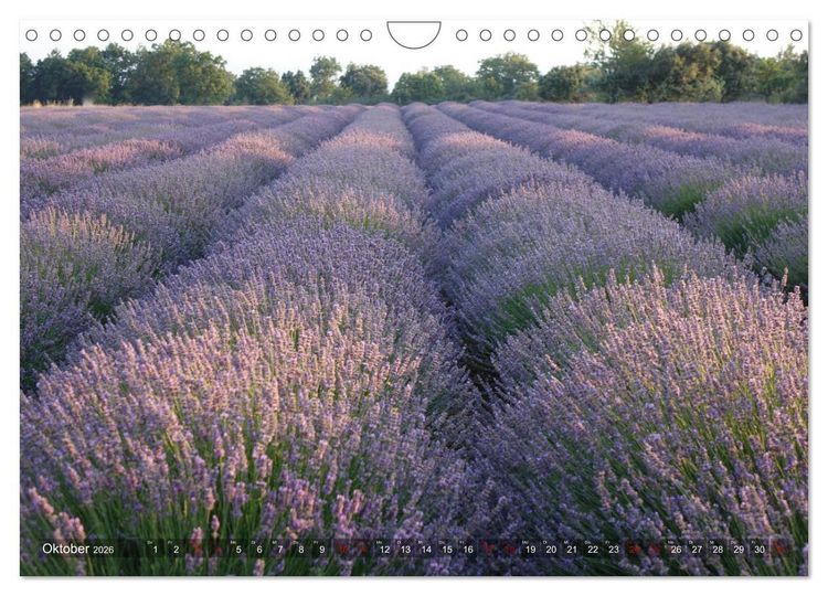 Produktbild: Lavendel. Der Duft der Provence (Wandkalender 2026 DIN A4 quer), CALVENDO Monatskalender