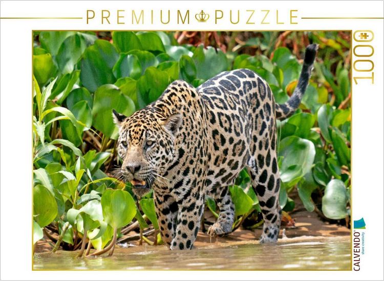 Produktbild: CALVENDO Puzzle Jaguar auf der Pirsch | 1000 Teile Lege-Gr&ouml;&szlig;e 64x48cm Foto-Puzzle f&uuml;r gl&uuml;ckliche Stunden
