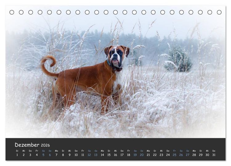 Produktbild: Wenn ich gro&szlig; bin werd' ich Boxer (Tischkalender 2026 DIN A5 quer), CALVENDO Monatskalender