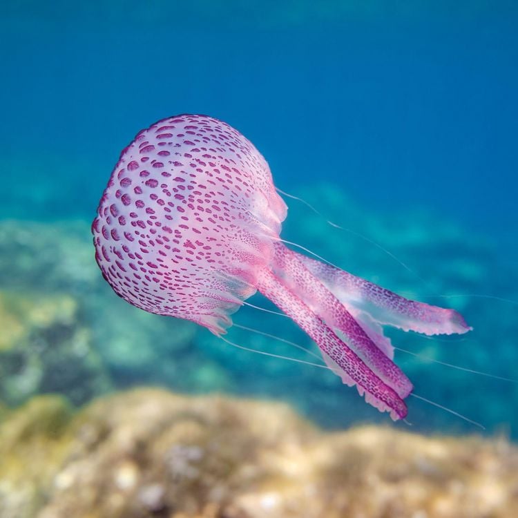 Produktbild: Meerestiere / Sea Creatures 2027