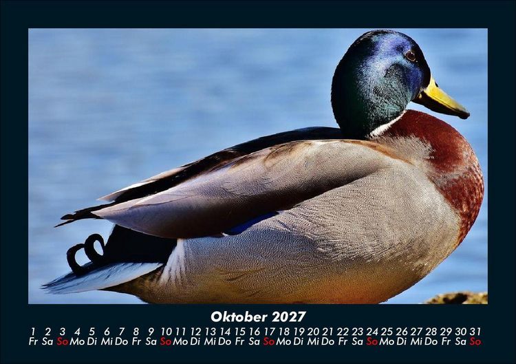 Produktbild: Enten 2027 Fotokalender DIN A5
