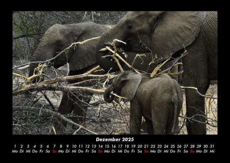 Produktbild: Der Elefantenkalender 2025 Fotokalender DIN A3