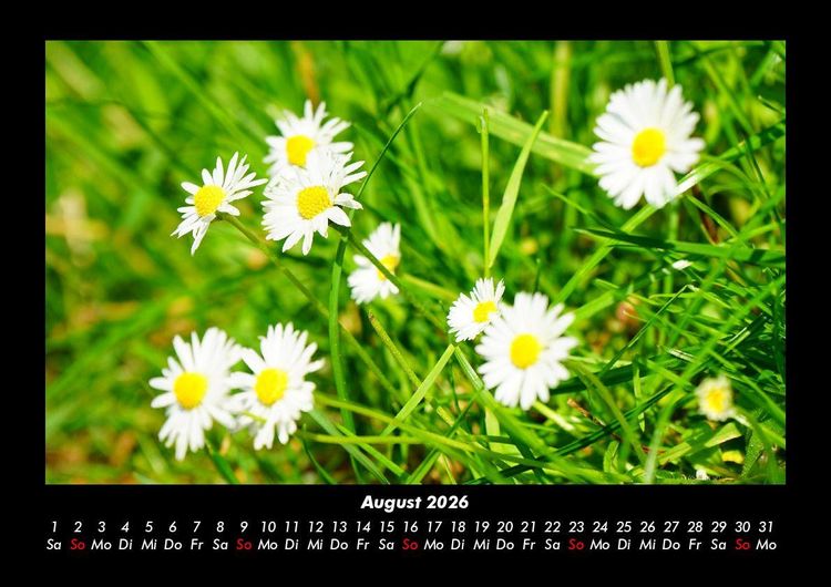 Produktbild: Blumentr&auml;ume 2026 Fotokalender DIN A3