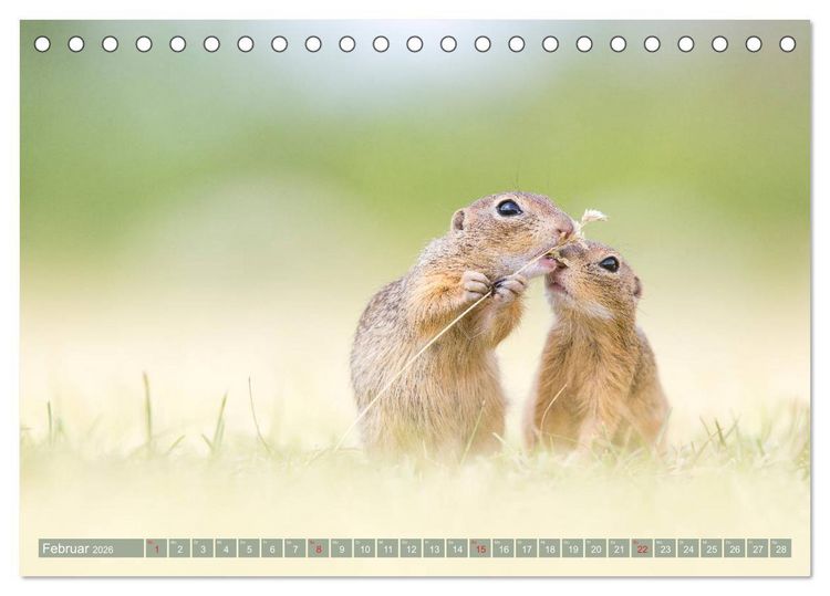Produktbild: Liebenswerte Ziesel - vom Aussterben bedrohte Nagetiere (Tischkalender 2026 DIN A5 quer), CALVENDO Monatskalender