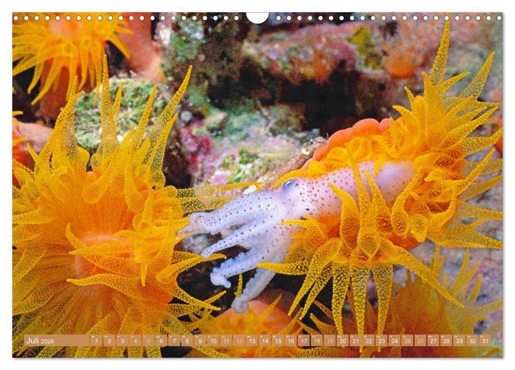 Produktbild: Fischparadies Riff (Wandkalender 2026 DIN A3 quer), CALVENDO Monatskalender